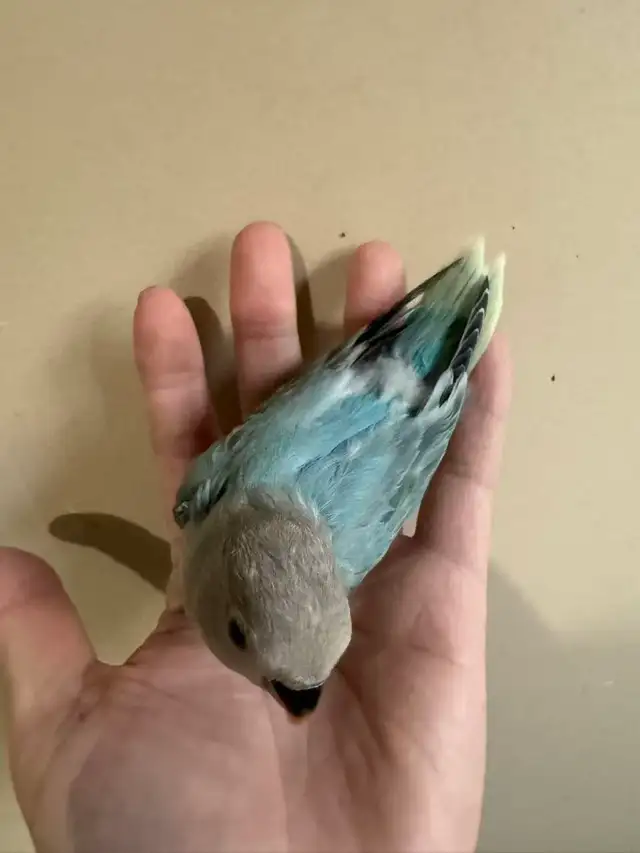 Lovebird baby for sale - Photo 2