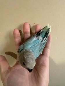 Lovebird baby for sale - Photo 2