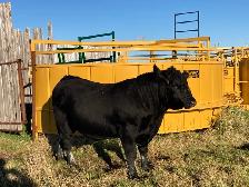 Livestock Equipment
