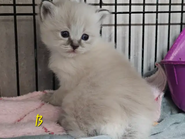 Ragdoll/ Manx kittens , Gorgeous quality kittens, Langley