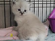 Ragdoll/ Manx kittens , Gorgeous quality kittens, Langley