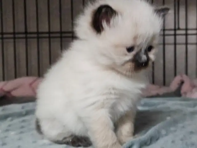 Ragdoll/ Manx kittens , Gorgeous quality kittens, Langley - Photo 2