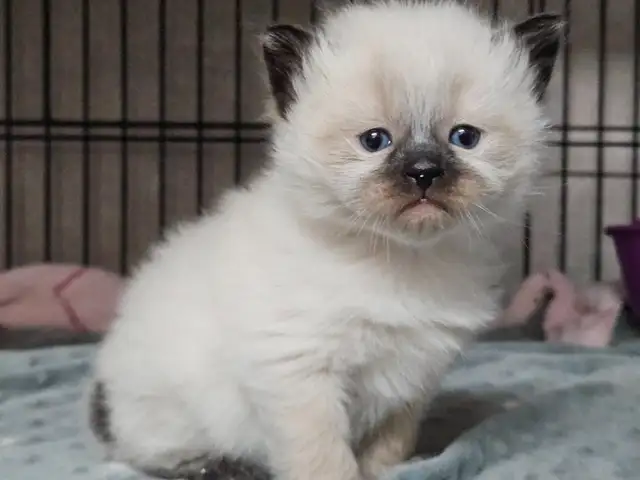 Ragdoll/ Manx kittens , Gorgeous quality kittens, Langley - Photo 3