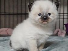 Ragdoll/ Manx kittens , Gorgeous quality kittens, Langley - Photo 3