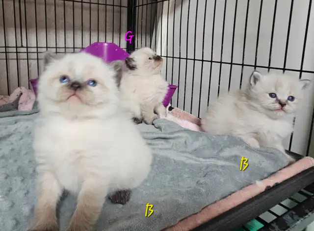 Ragdoll/ Manx kittens , Gorgeous quality kittens, Langley - Photo 4