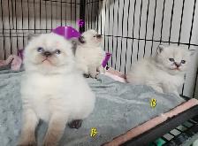 Ragdoll/ Manx kittens , Gorgeous quality kittens, Langley - Photo 4