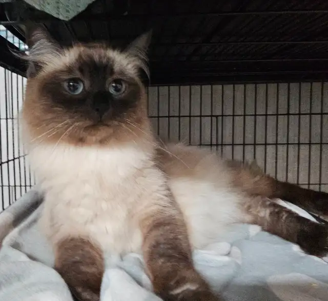 Ragdoll/ Manx kittens , Gorgeous quality kittens, Langley - Photo 5