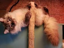 Ragdoll/ Manx kittens , Gorgeous quality kittens, Langley - Photo 6