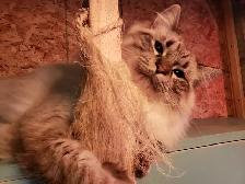 Ragdoll/ Manx kittens , Gorgeous quality kittens, Langley - Photo 7