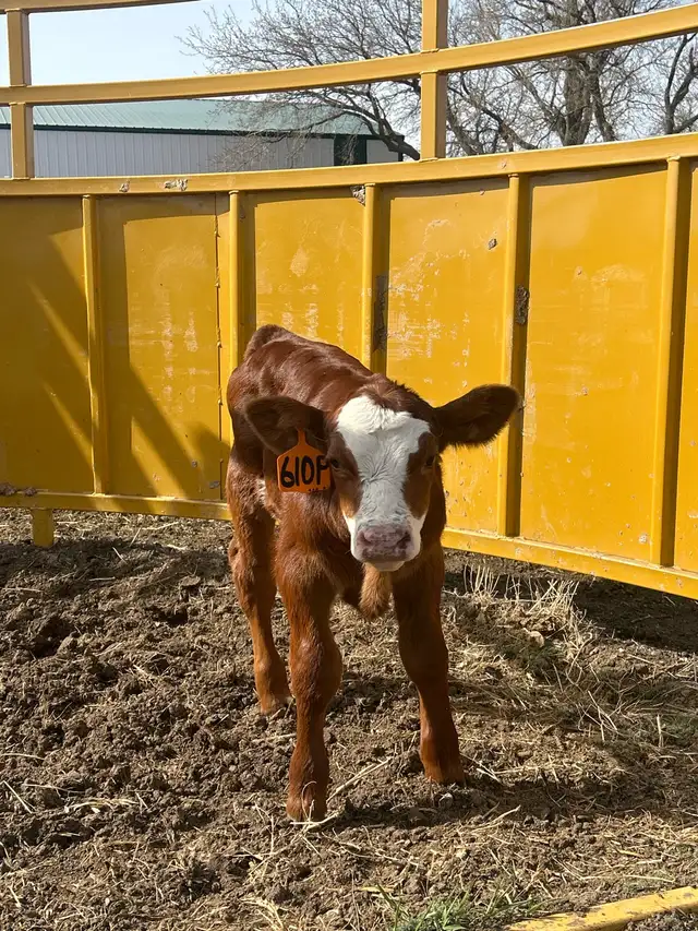 calf for sale