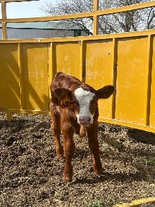 calf for sale