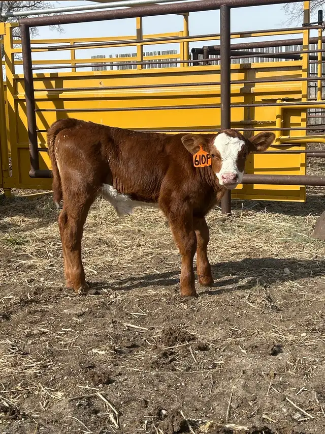 calf for sale - Photo 2