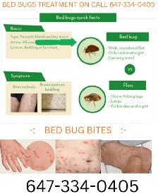 PEST CONTROL, TERMITE  TREATMENT & WILDLIFE REMOVAL ON CALL ! - Photo 4