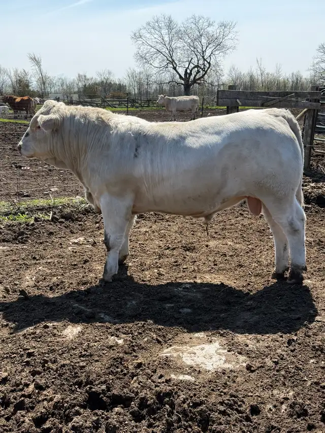 Charolais bull