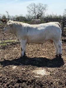 Charolais bull