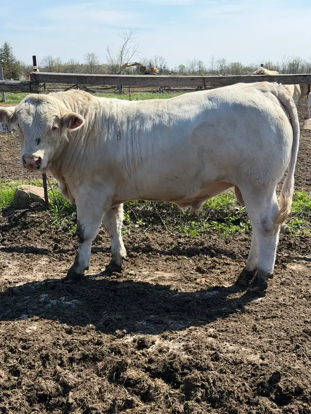 Charolais bull - Photo 2