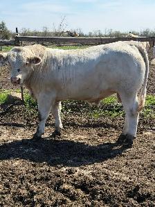 Charolais bull - Photo 2