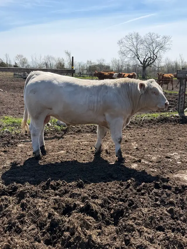 Charolais bull - Photo 3