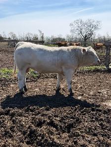 Charolais bull - Photo 3