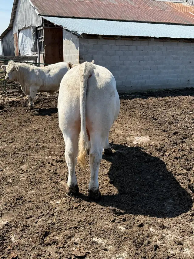 Charolais bull - Photo 4