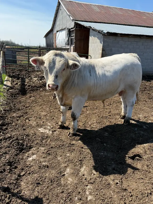 Charolais bull - Photo 5