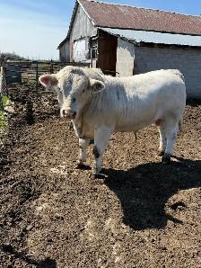 Charolais bull - Photo 5