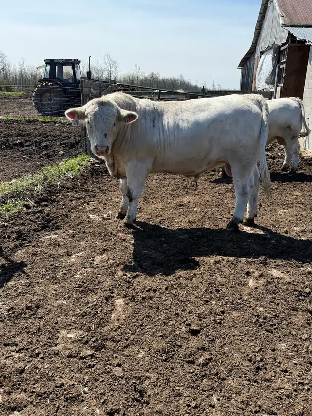 Charolais bull - Photo 6
