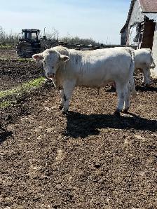 Charolais bull - Photo 6