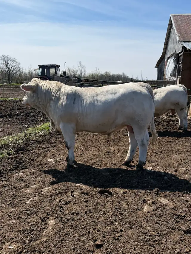 Charolais bull - Photo 7