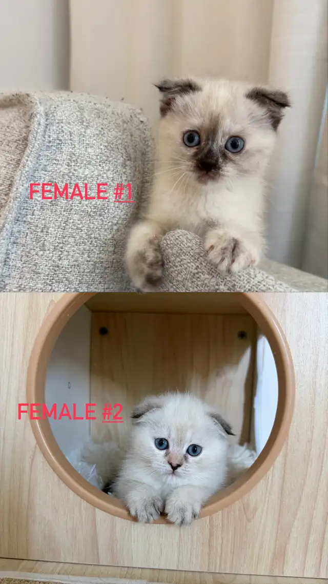 2LAST FEMALE KITTEN looking for a new home