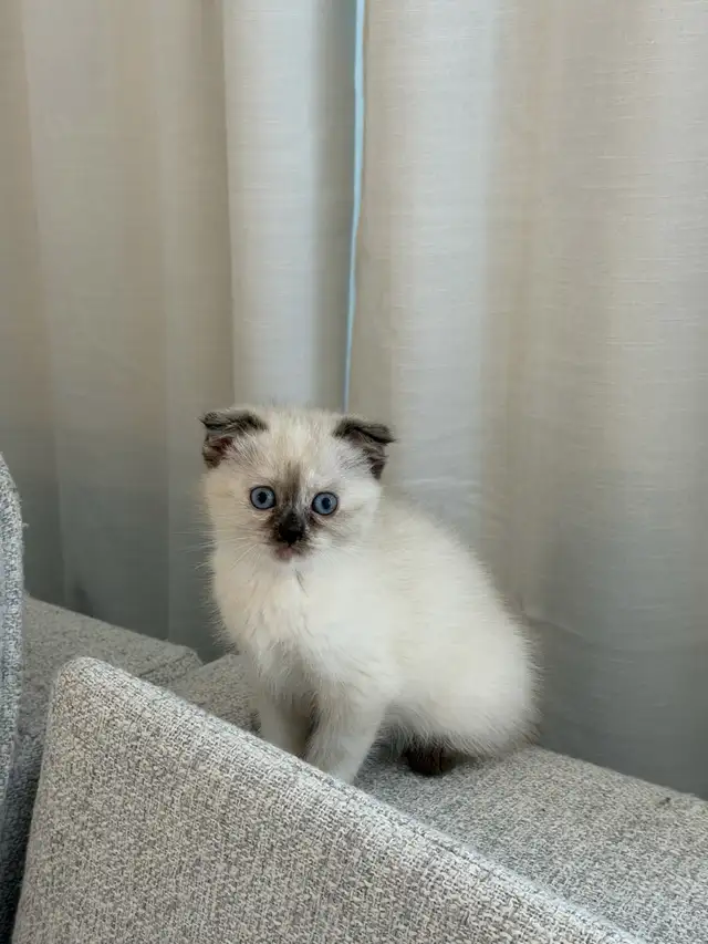 2LAST FEMALE KITTEN looking for a new home - Photo 2