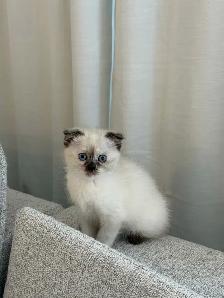 2LAST FEMALE KITTEN looking for a new home - Photo 2