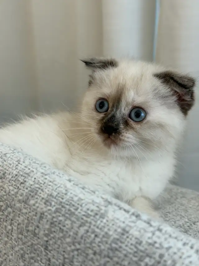 2LAST FEMALE KITTEN looking for a new home - Photo 3