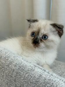 2LAST FEMALE KITTEN looking for a new home - Photo 3