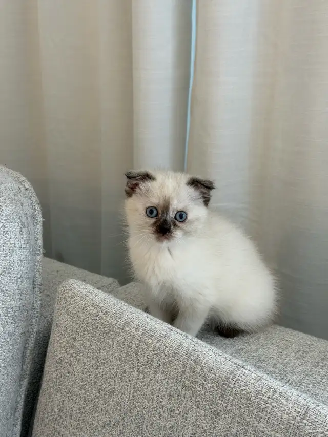 2LAST FEMALE KITTEN looking for a new home - Photo 4