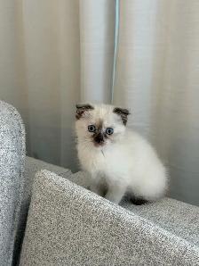 2LAST FEMALE KITTEN looking for a new home - Photo 4