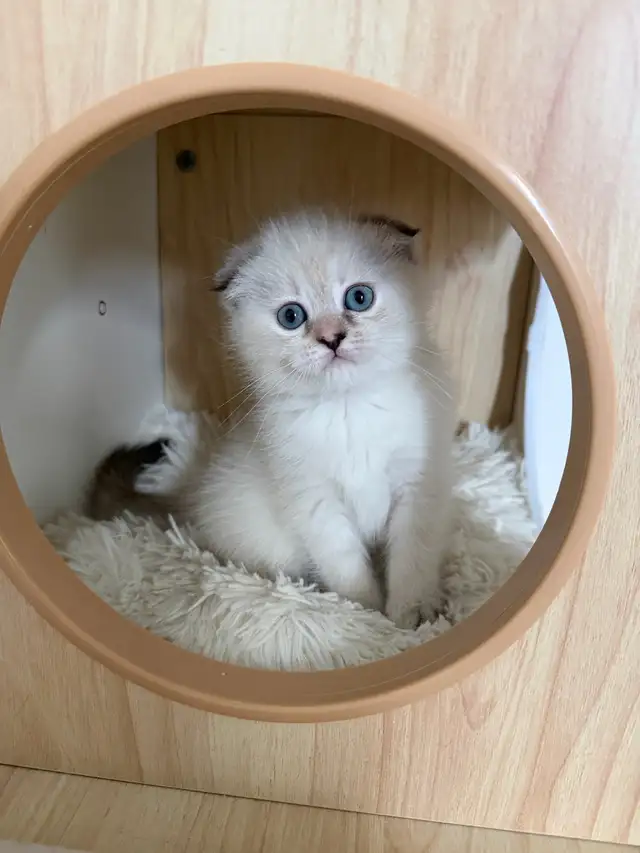 2LAST FEMALE KITTEN looking for a new home - Photo 5