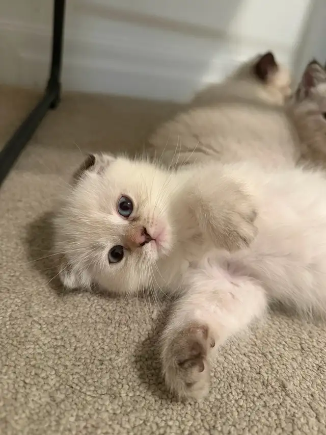 2LAST FEMALE KITTEN looking for a new home - Photo 6