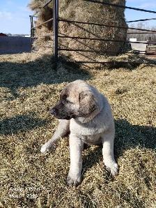 Kangal livestock guardians