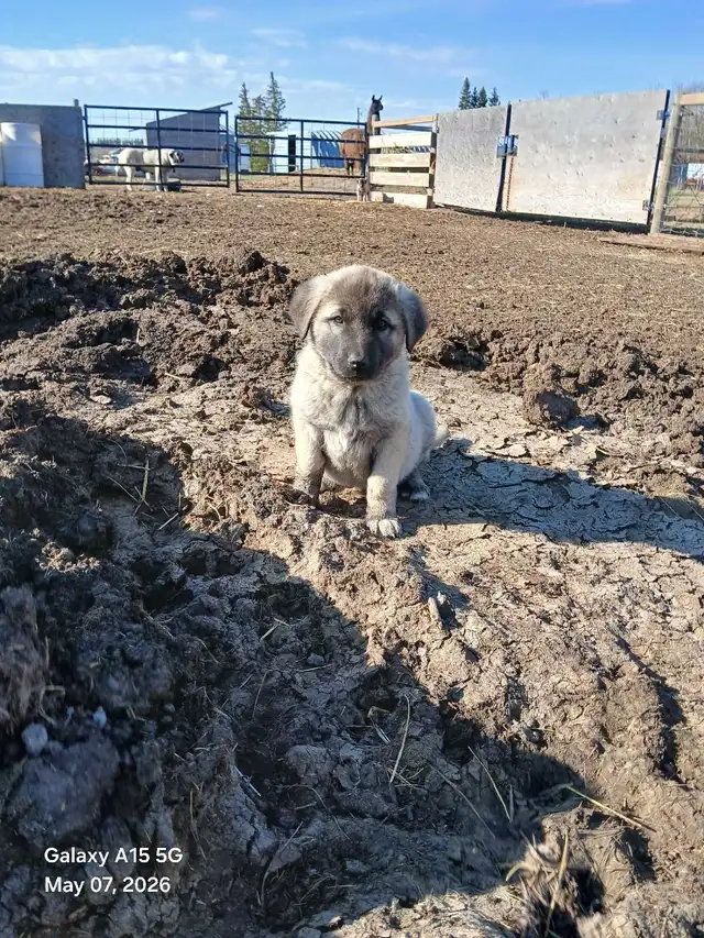 Kangal livestock guardians - Photo 2