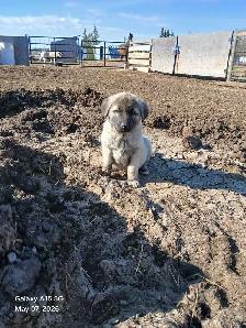 Kangal livestock guardians - Photo 2