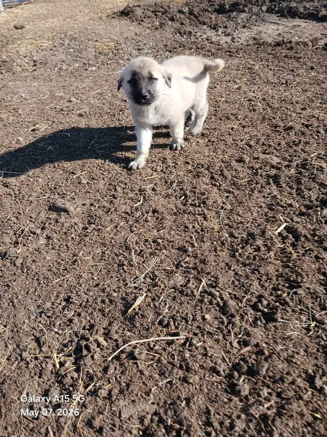 Kangal livestock guardians - Photo 3