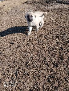 Kangal livestock guardians - Photo 3