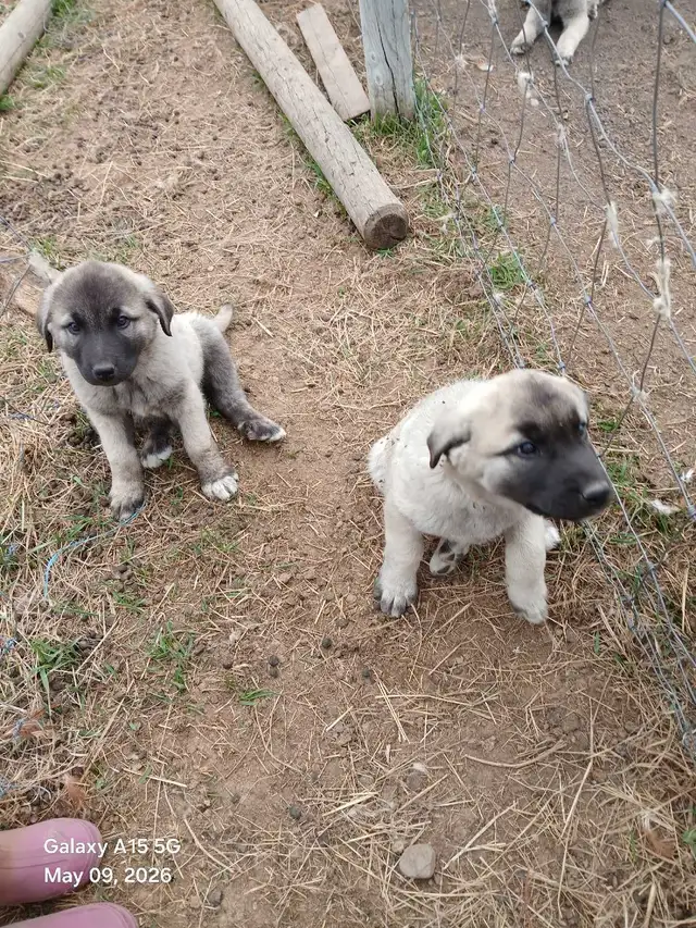 Kangal livestock guardians - Photo 4
