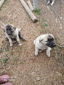 Kangal livestock guardians - Photo 4