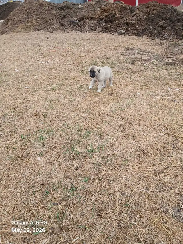 Kangal livestock guardians - Photo 5