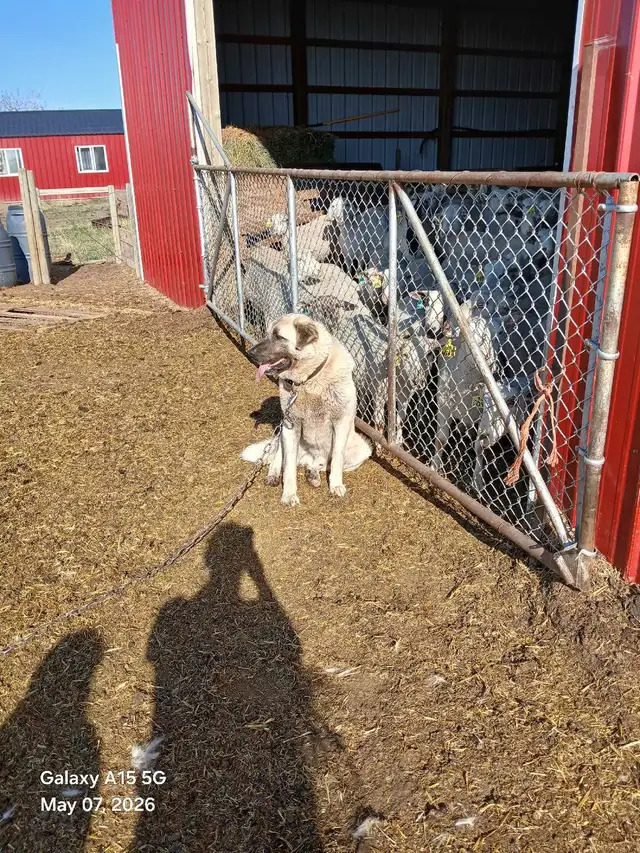 Kangal livestock guardians - Photo 6