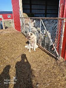 Kangal livestock guardians - Photo 6