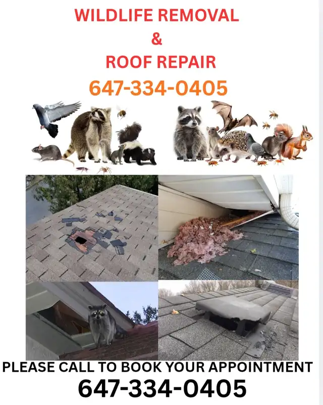 RODENT ,COCKROACHES, WILDLIFE REMOVAL SERVICES 647-334-0405 - Photo 2