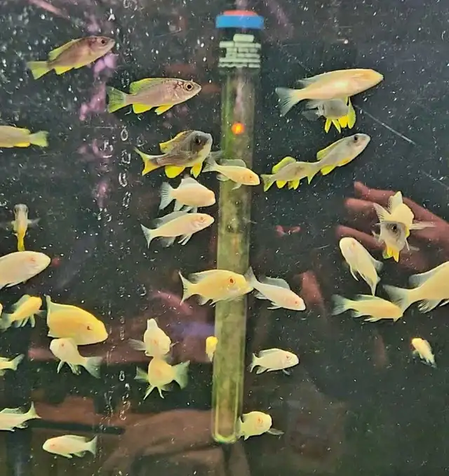 African cichlid juveniles on sale 1.5'-2.5' - Photo 4